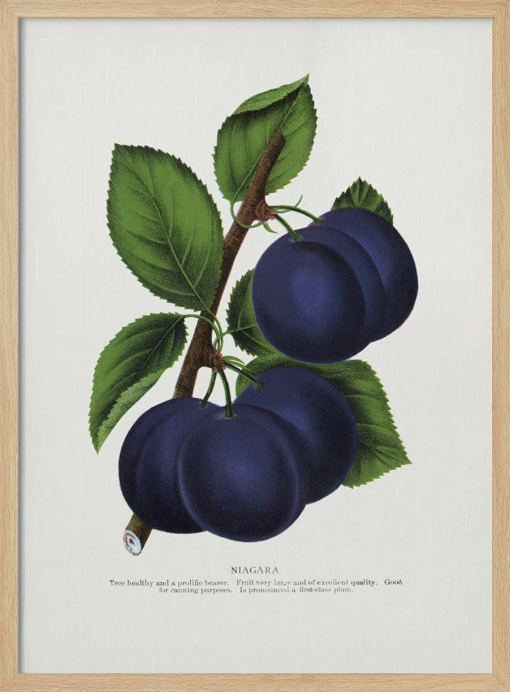 Niagara Plum Lithograph | Poster