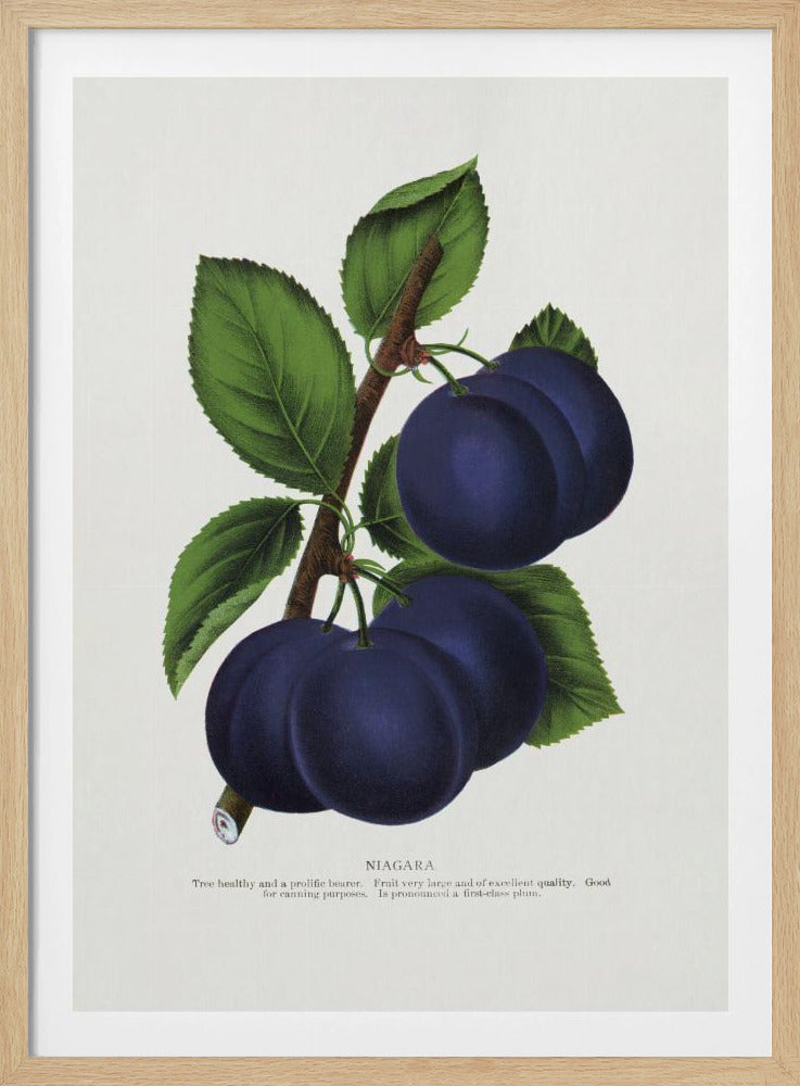 Niagara Plum Lithograph | Poster
