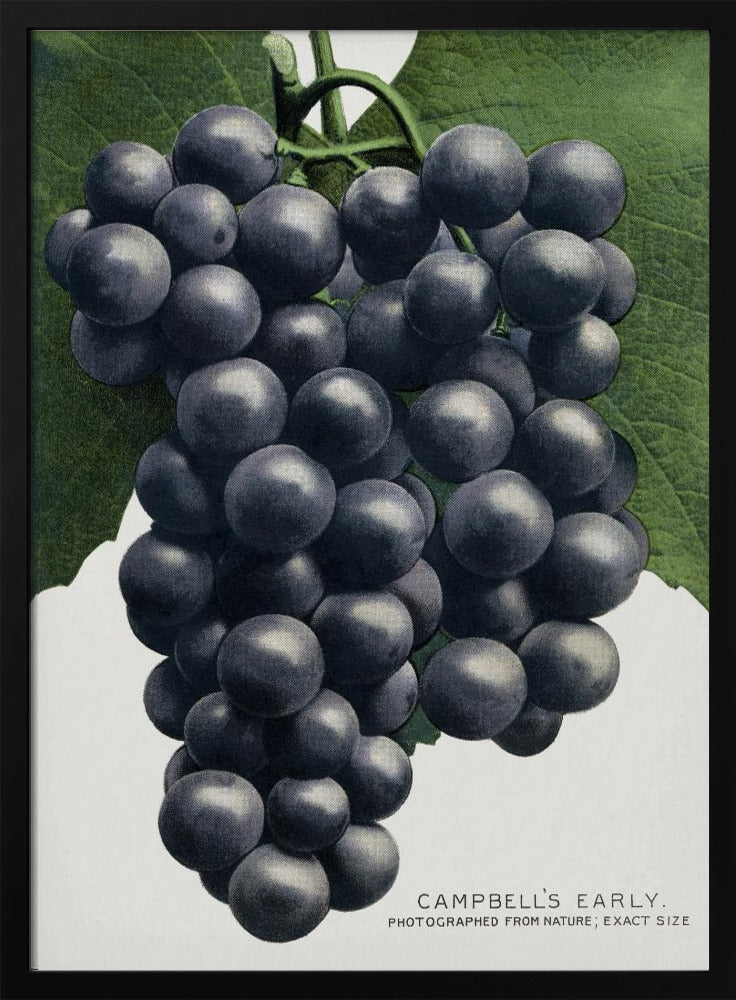 Campbell's Early Grape Lithograph | Poster