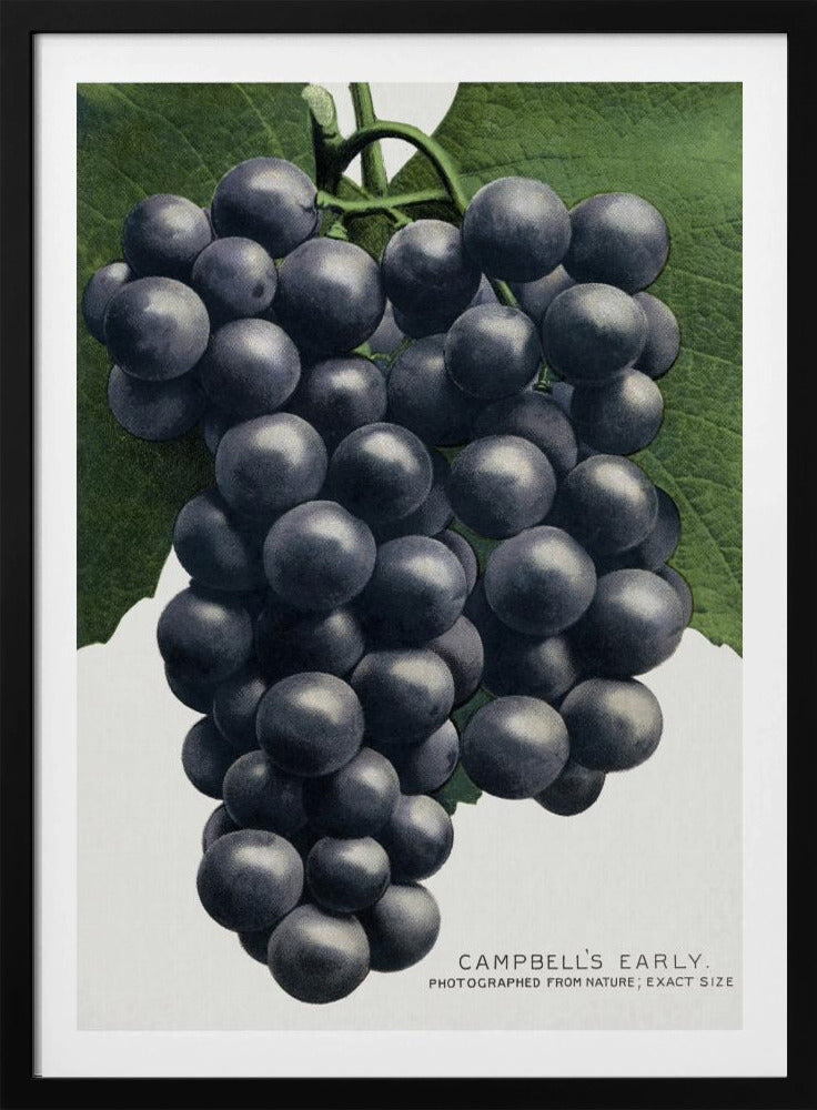 Campbell's Early Grape Lithograph | Poster