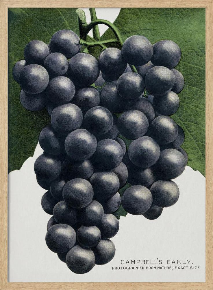 Campbell's Early Grape Lithograph | Poster
