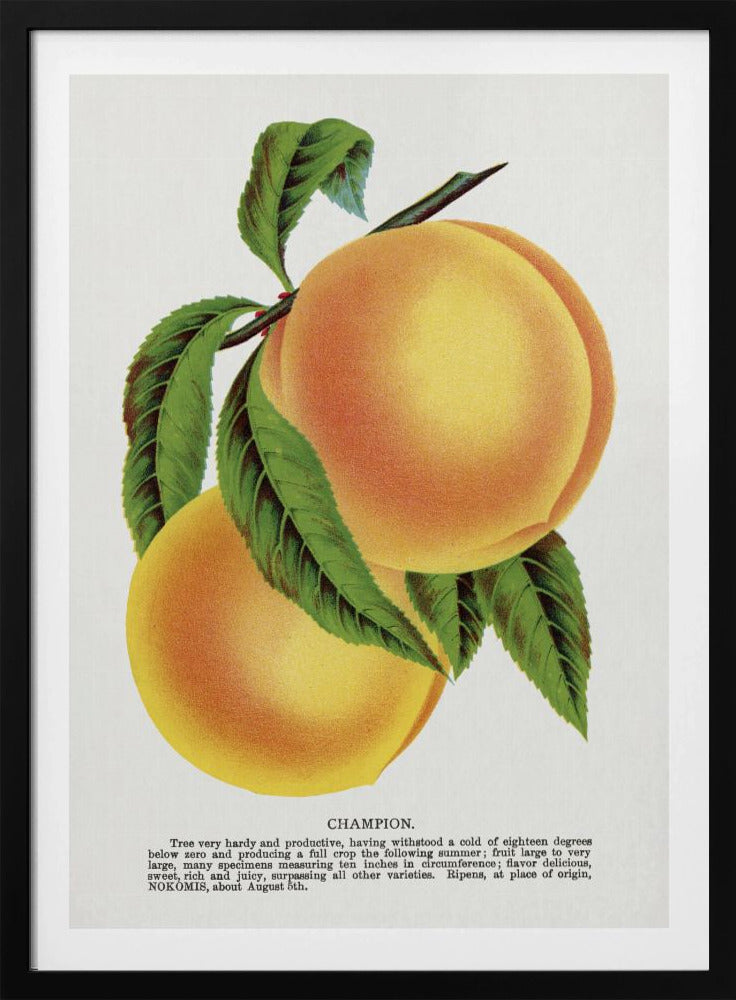 Champion Plum Lithograph | Poster