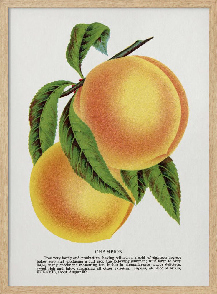 Champion Plum Lithograph | Poster