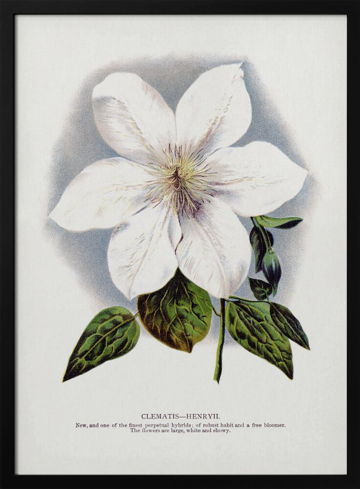 Clematis Flower Lithograph | Poster