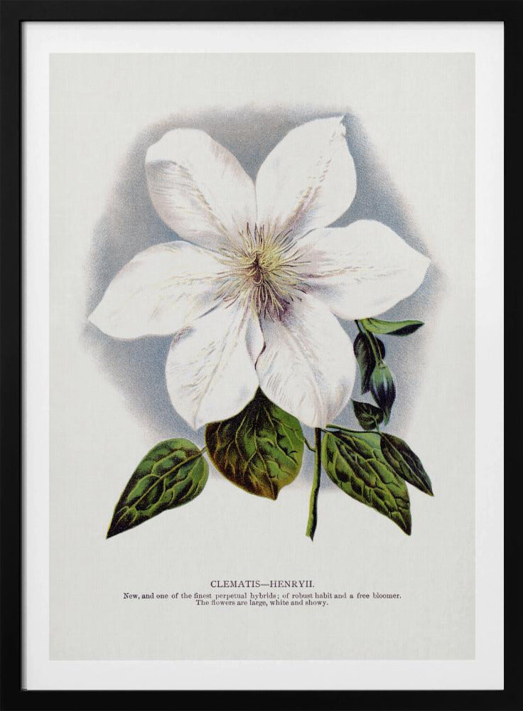 Clematis Flower Lithograph | Poster