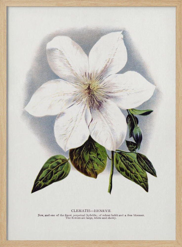 Clematis Flower Lithograph | Poster