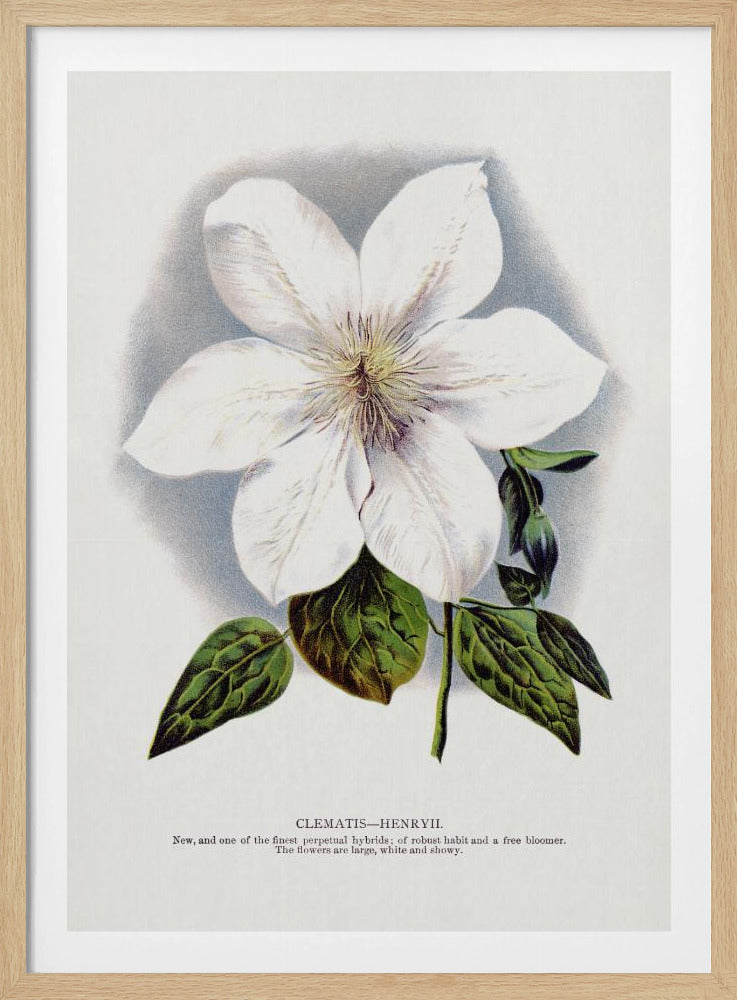 Clematis Flower Lithograph | Poster