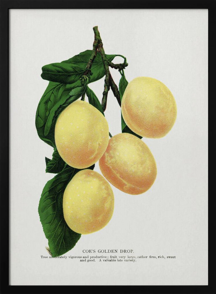 Coe's Golden Drop Plum Lithograph | Poster
