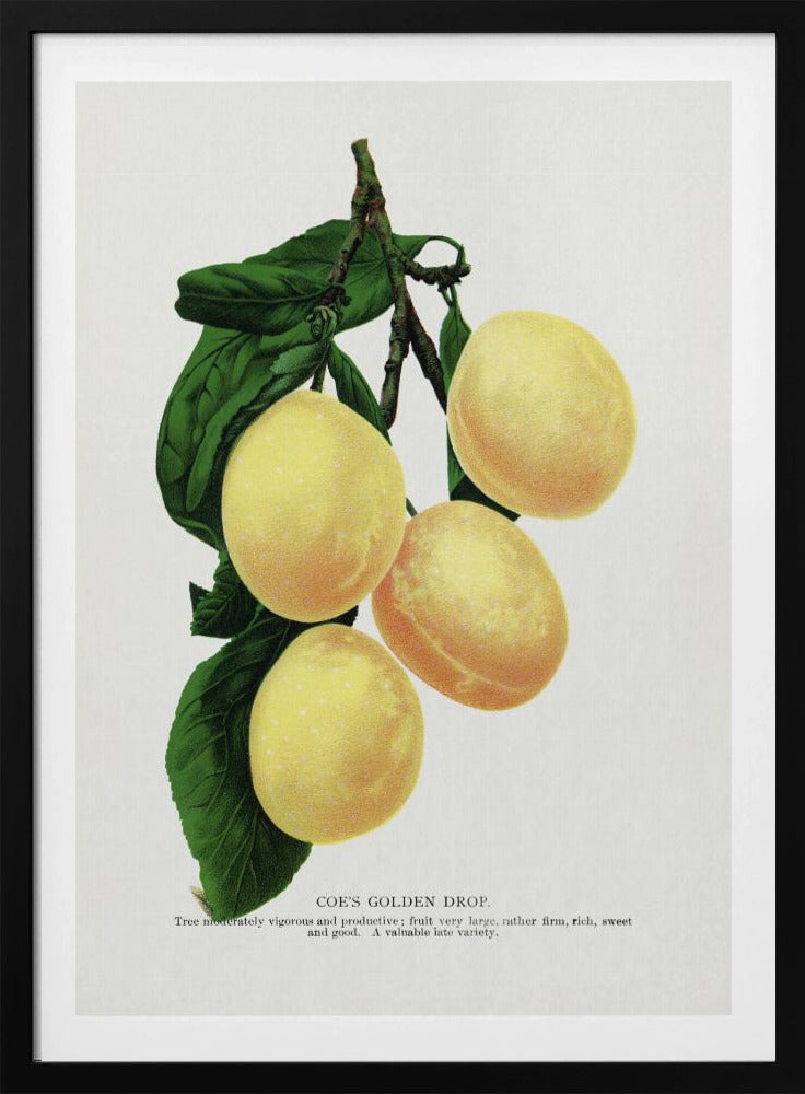 Coe's Golden Drop Plum Lithograph | Poster