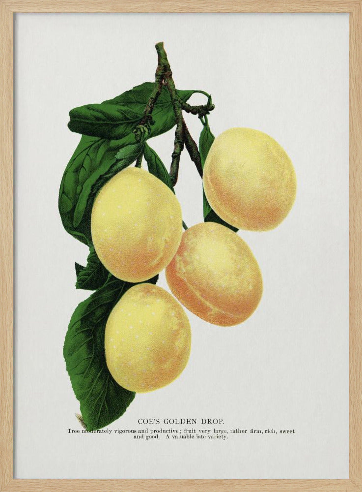 Coe's Golden Drop Plum Lithograph | Poster