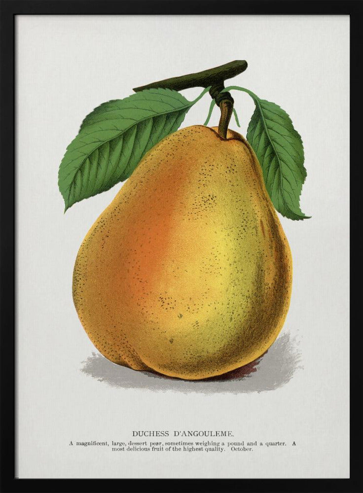 Duchess D'angouleme Pear Lithograph | Poster