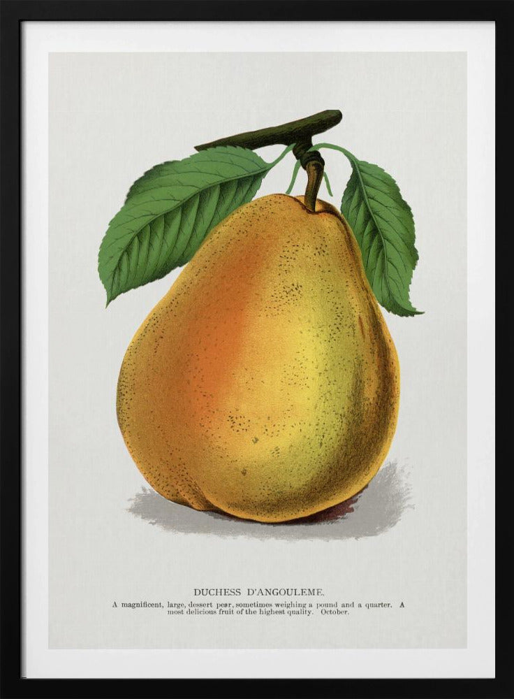 Duchess D'angouleme Pear Lithograph | Poster