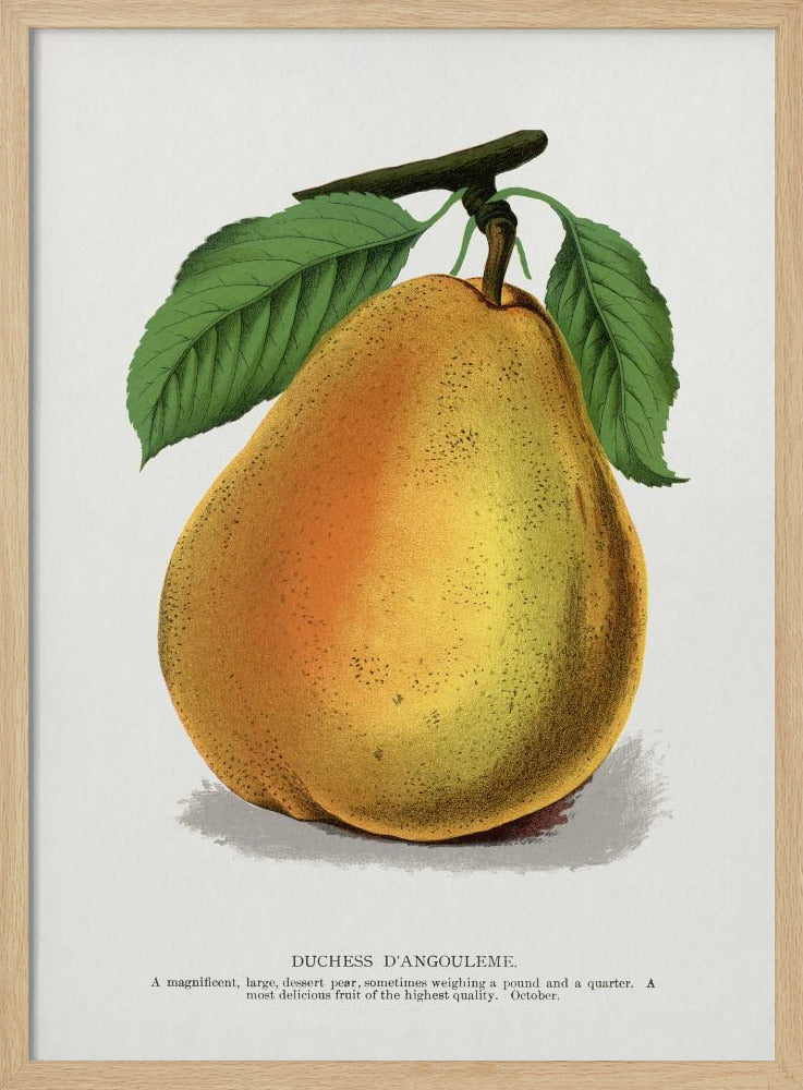 Duchess D'angouleme Pear Lithograph | Poster