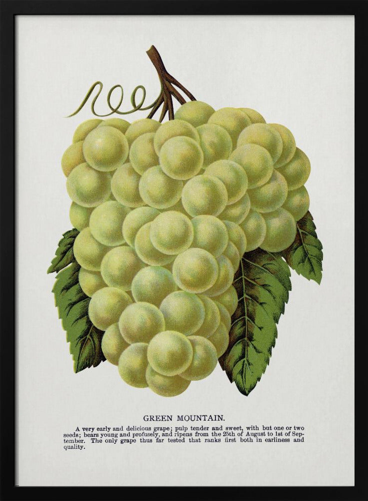 Green Mountain Grape Lithograph | Poster