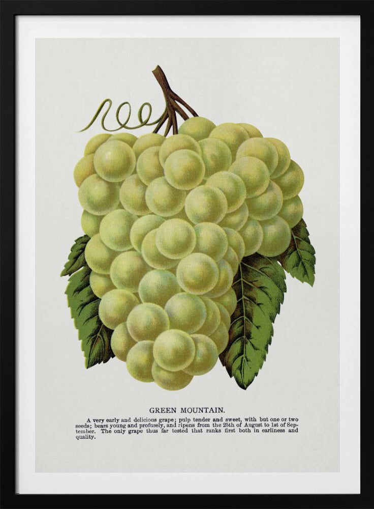 Green Mountain Grape Lithograph | Poster