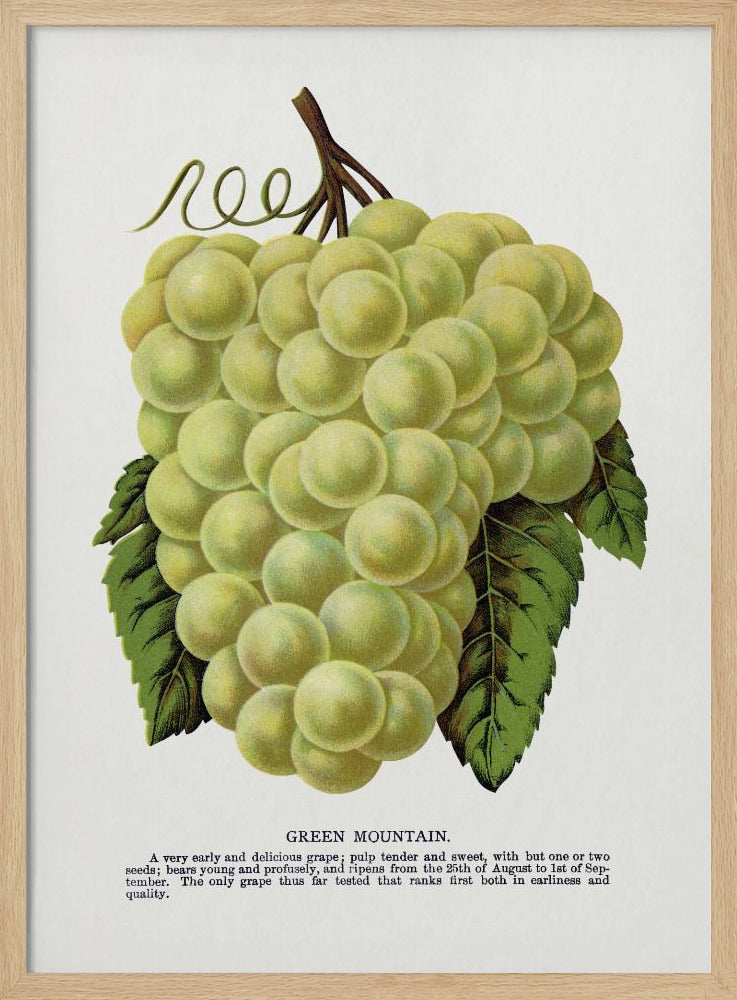Green Mountain Grape Lithograph | Poster