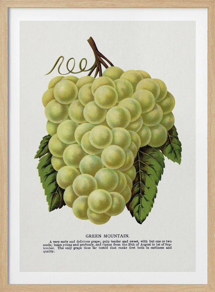 Green Mountain Grape Lithograph | Poster