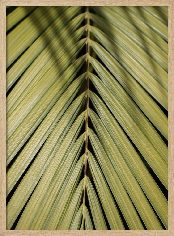 Tropical Leaf | Poster