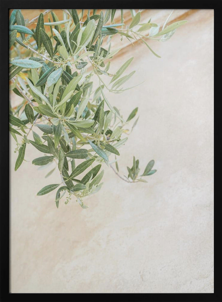 Olive Tree Leaves | Poster