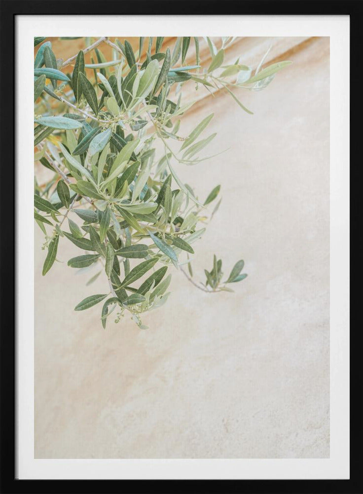 Olive Tree Leaves | Poster