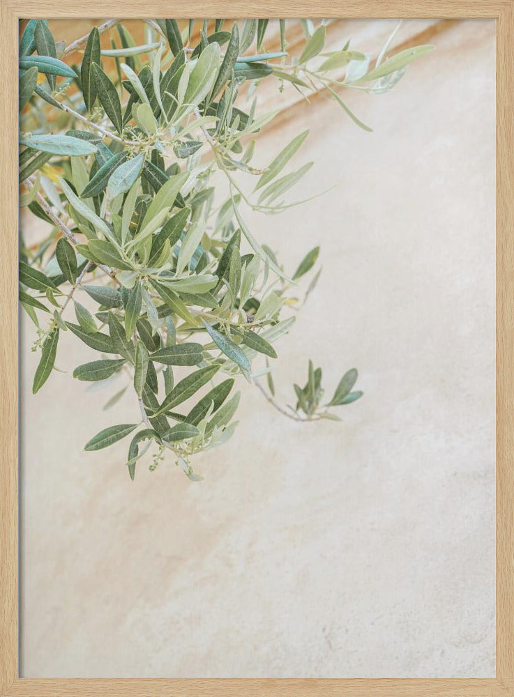 Olive Tree Leaves | Poster