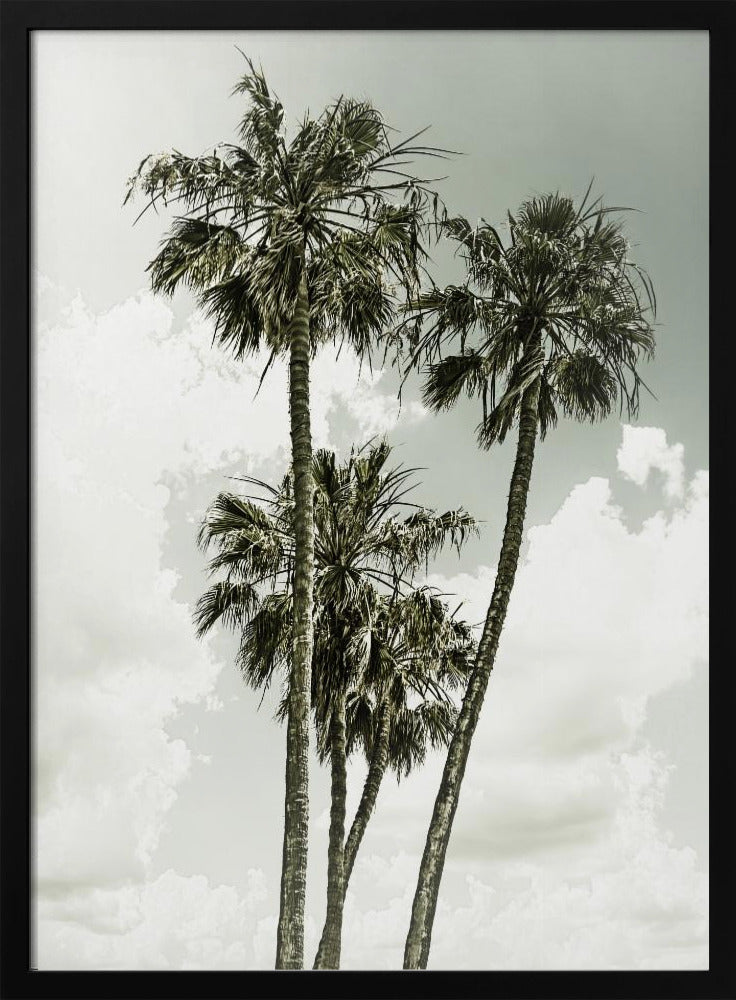 Palm Trees and sky | Vintage | Poster