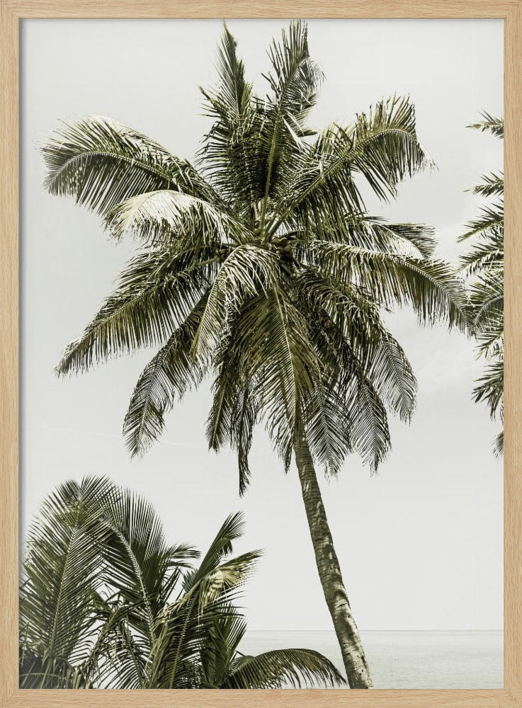 Palm Trees by the ocean | Vintage | Poster