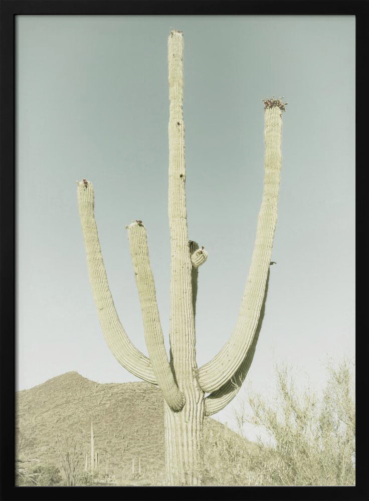 SAGUARO NATIONAL PARK Vintage Giant Saguaro | Poster