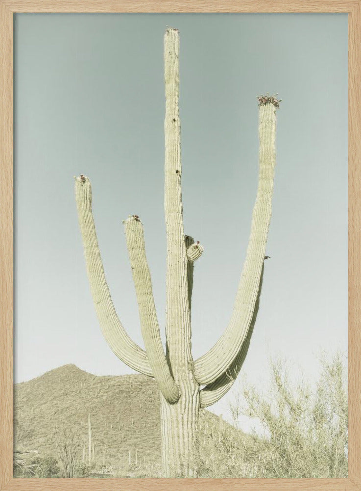 SAGUARO NATIONAL PARK Vintage Giant Saguaro | Poster