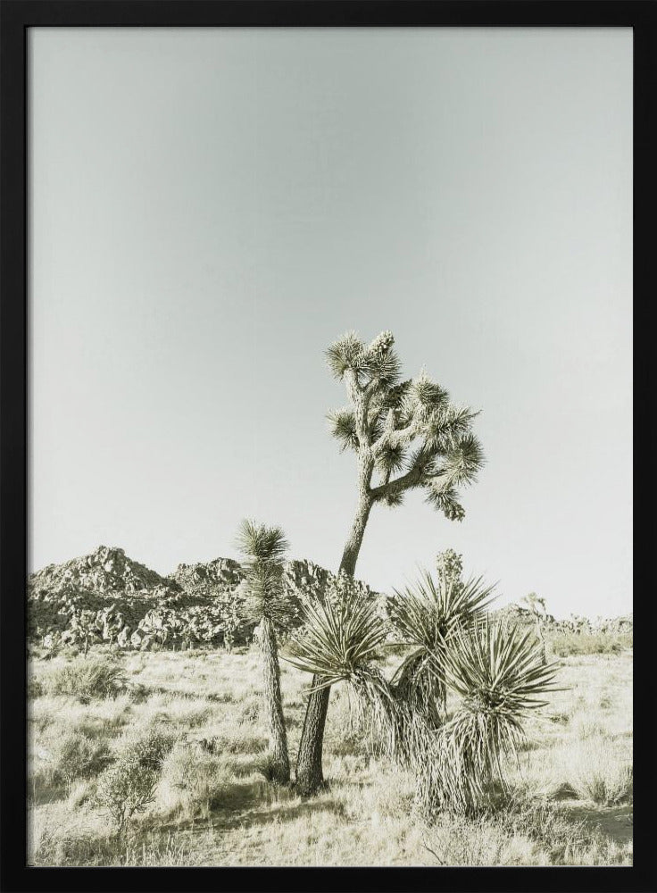 Joshua Tree National Park Vintage Impression | Poster
