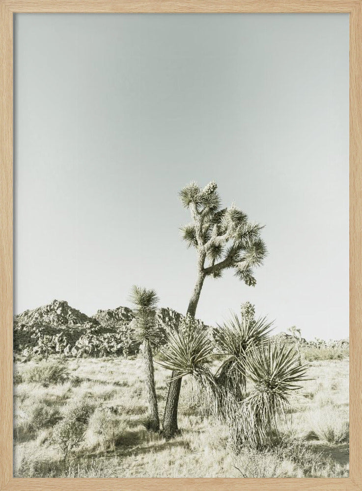 Joshua Tree National Park Vintage Impression | Poster