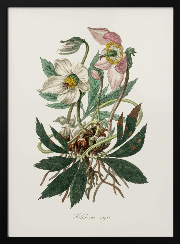 Christmas Rose (helleborus Niger)  Medical Botany | Poster