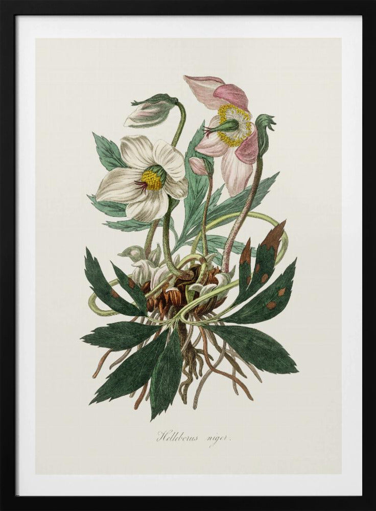 Christmas Rose (helleborus Niger)  Medical Botany | Poster