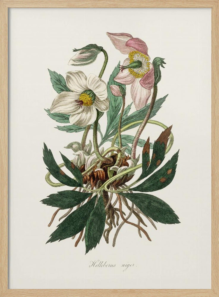 Christmas Rose (helleborus Niger)  Medical Botany | Poster