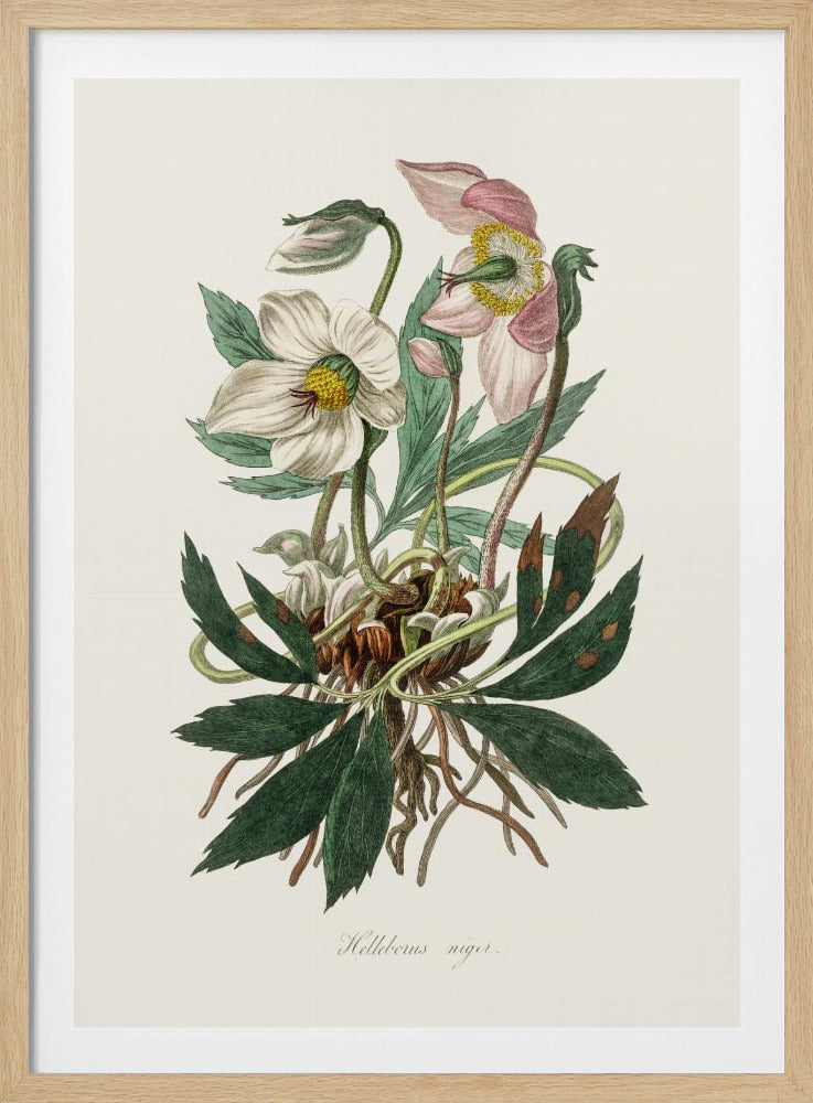 Christmas Rose (helleborus Niger)  Medical Botany | Poster