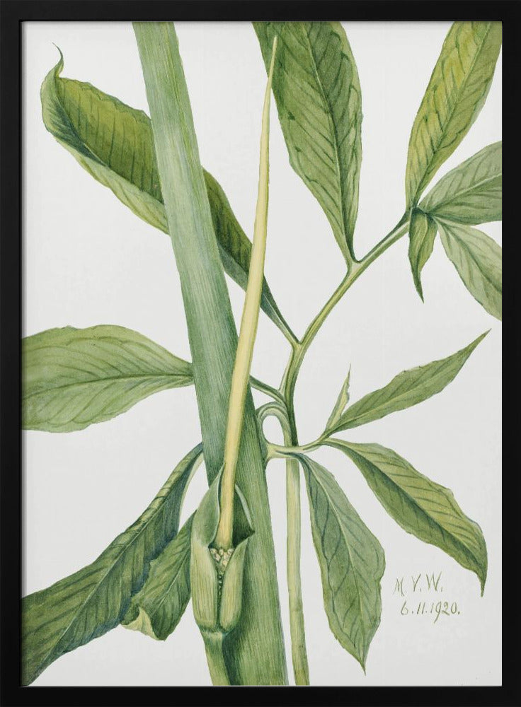 Greendragon (1920) | Poster