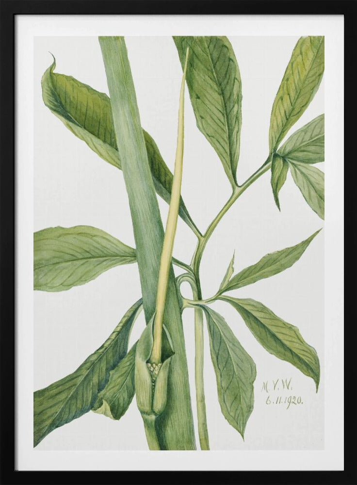 Greendragon (1920) | Poster