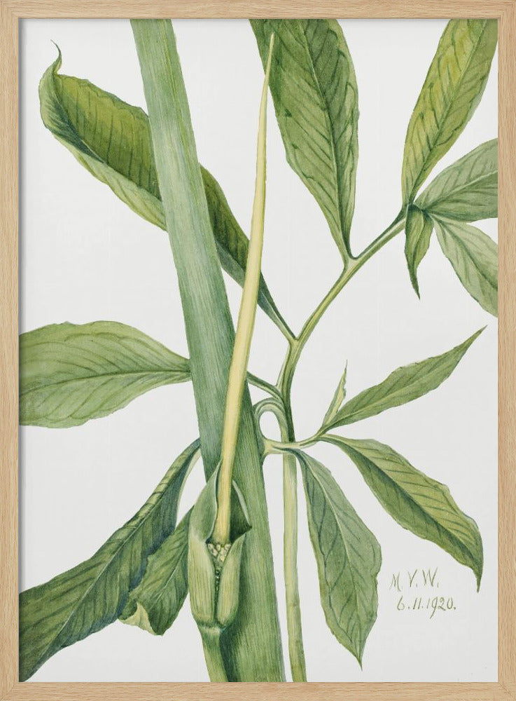 Greendragon (1920) | Poster