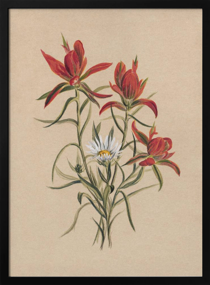 Indian Paintbrush (1883) | Poster