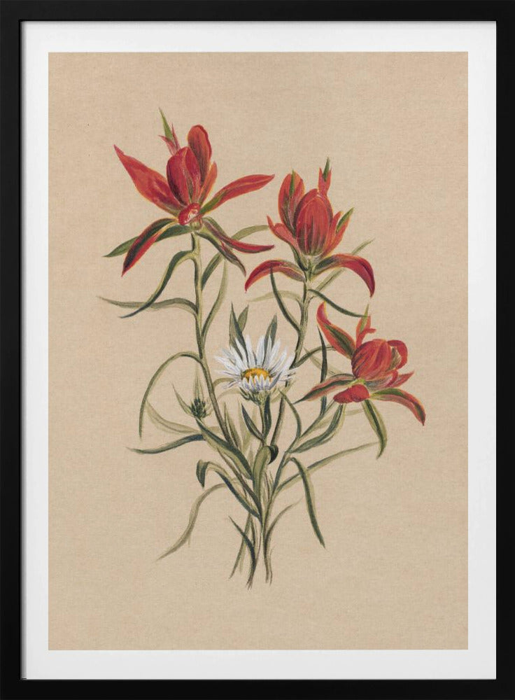 Indian Paintbrush (1883) | Poster