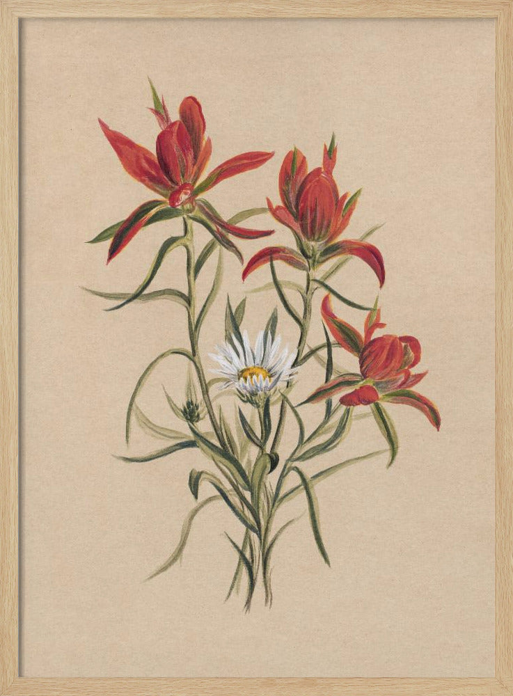 Indian Paintbrush (1883) | Poster