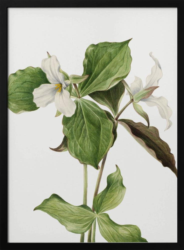 Large White Trillium | Poster