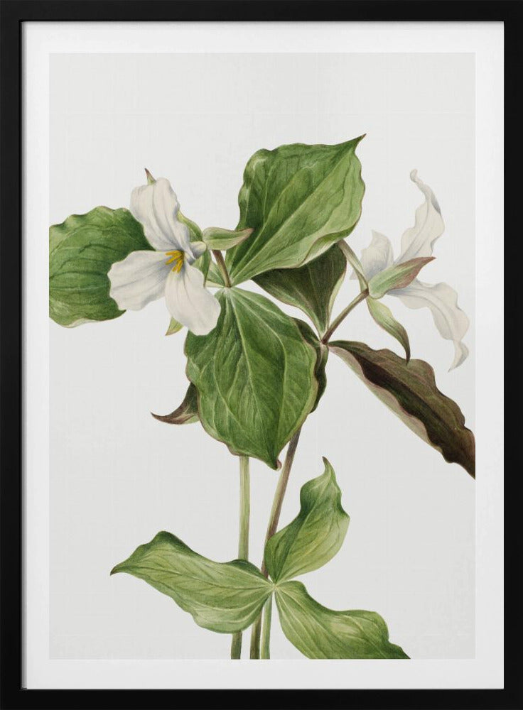 Large White Trillium | Poster