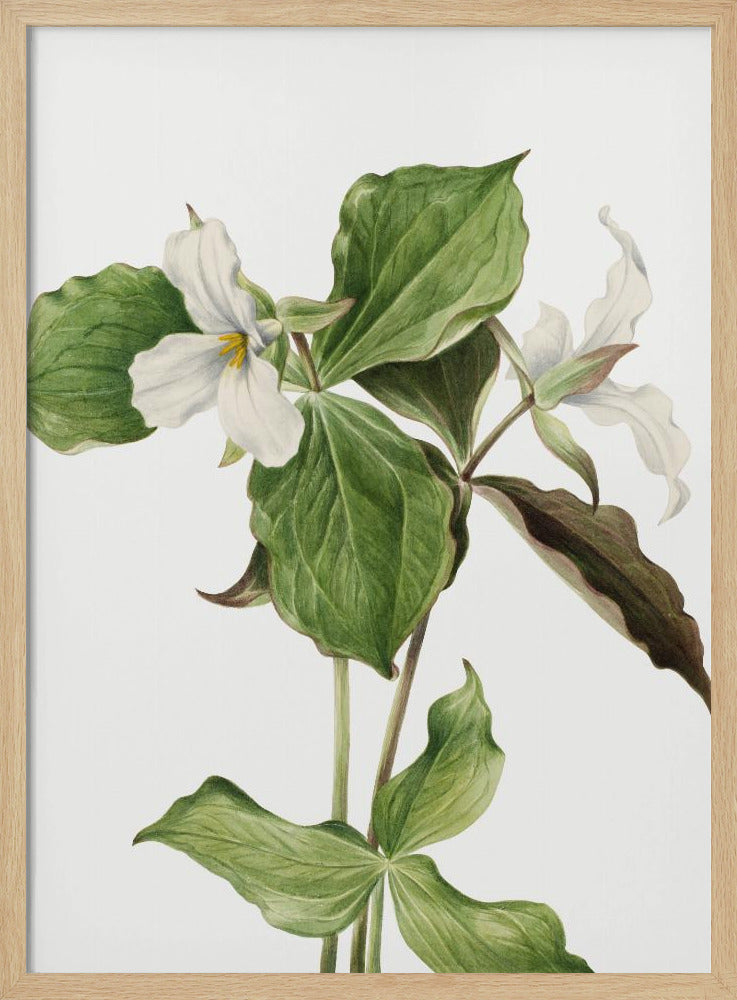 Large White Trillium | Poster