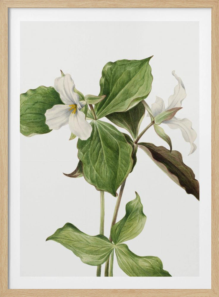 Large White Trillium | Poster