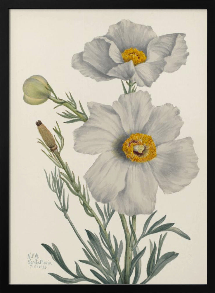 Matilija Poppy | Poster