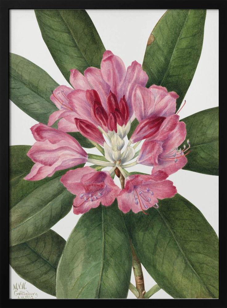 Mountain Rose Bay (1932) | Poster