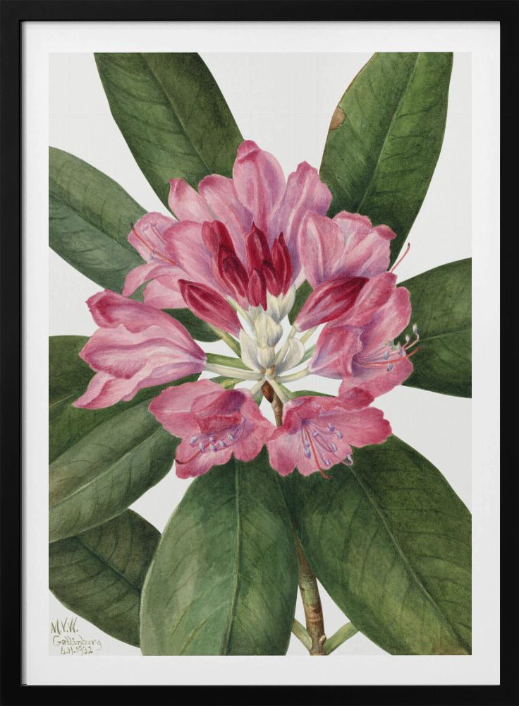 Mountain Rose Bay (1932) | Poster