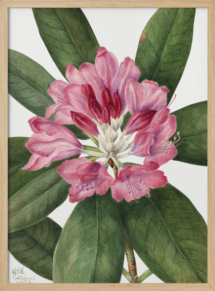 Mountain Rose Bay (1932) | Poster