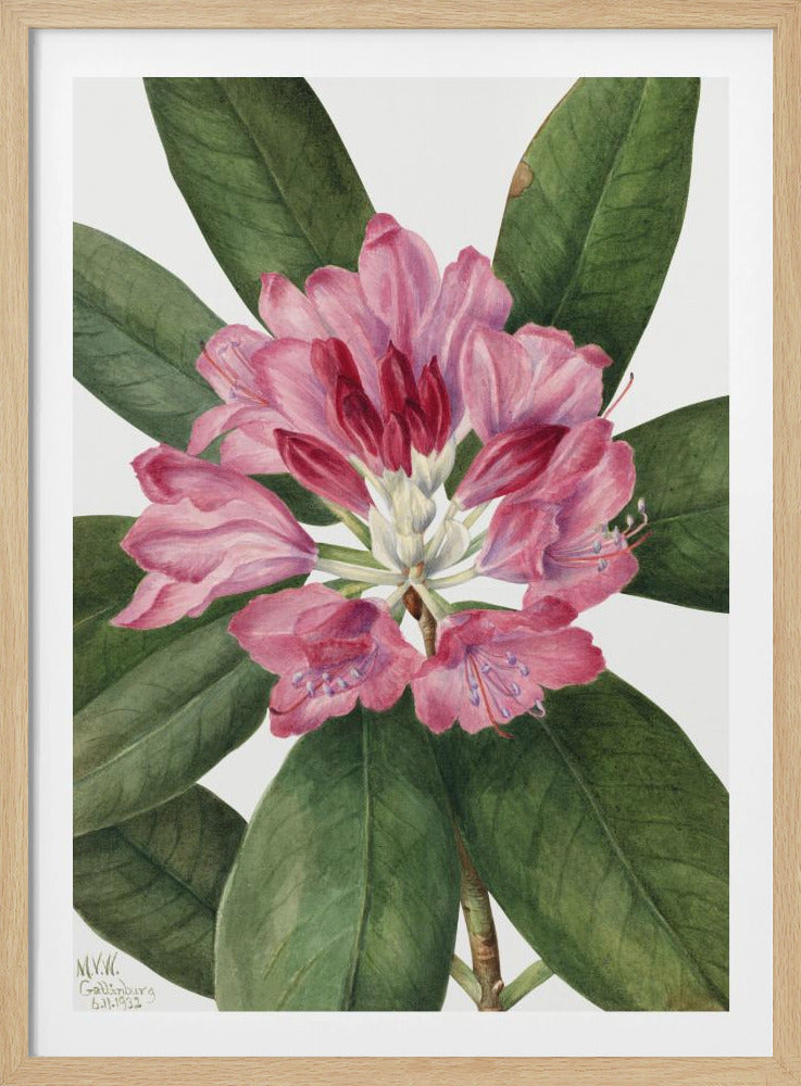 Mountain Rose Bay (1932) | Poster